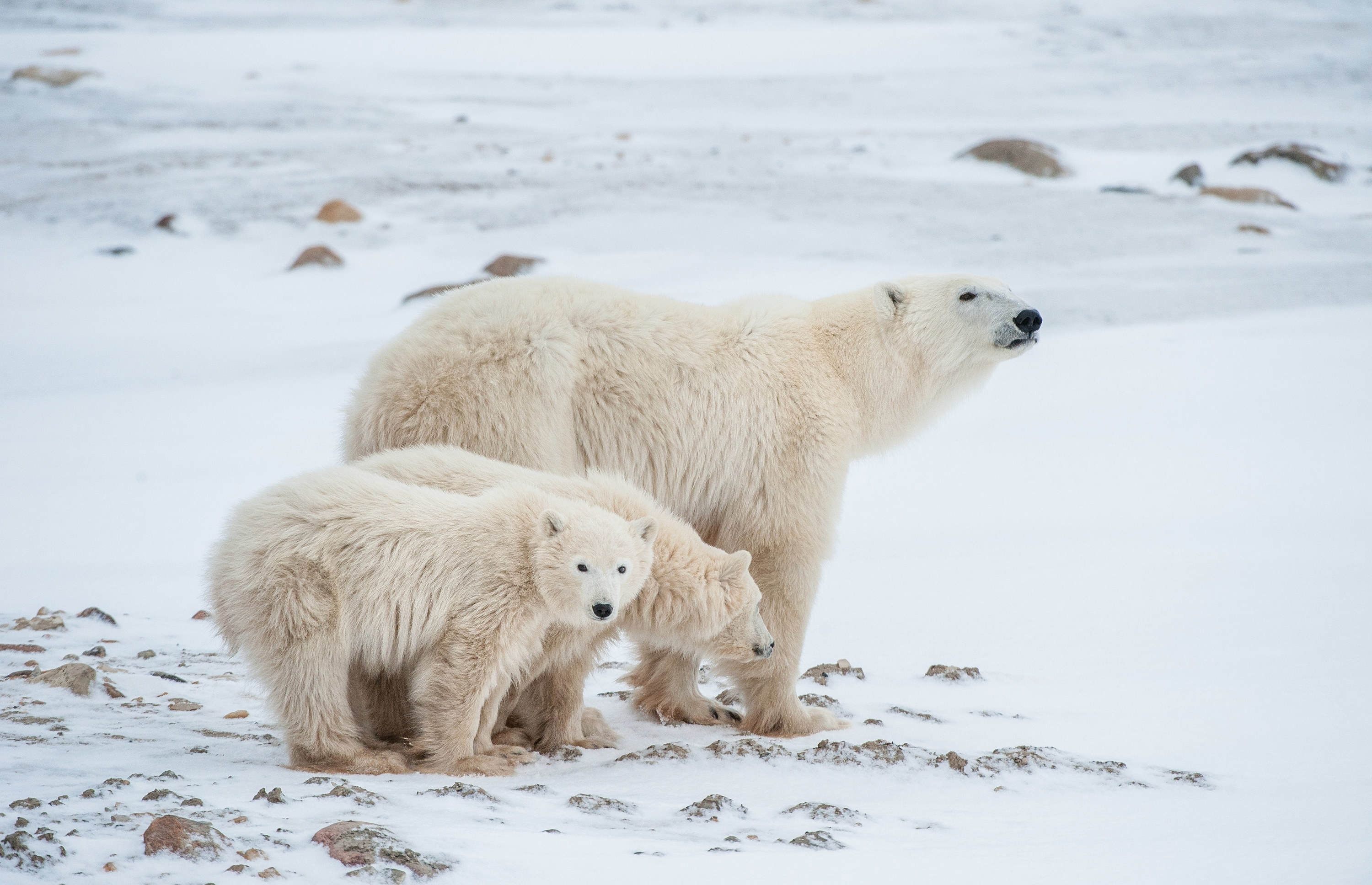 Polar she-bear with cubs. A Polar she-bear with two small bear cubs on the snow