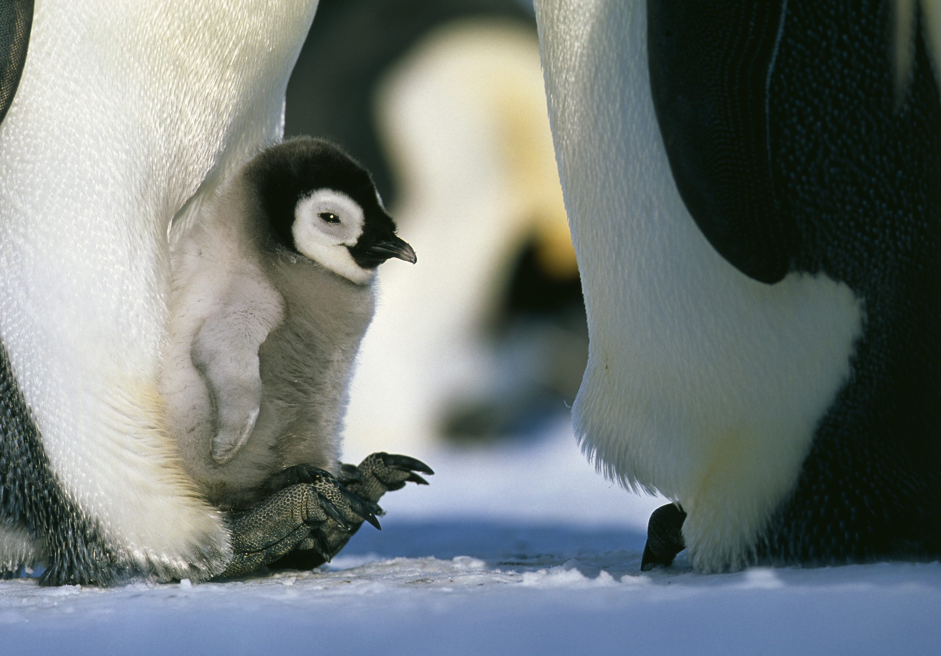 Emperor Penguin, Aptenodytes forsteri, brooding chick on feet