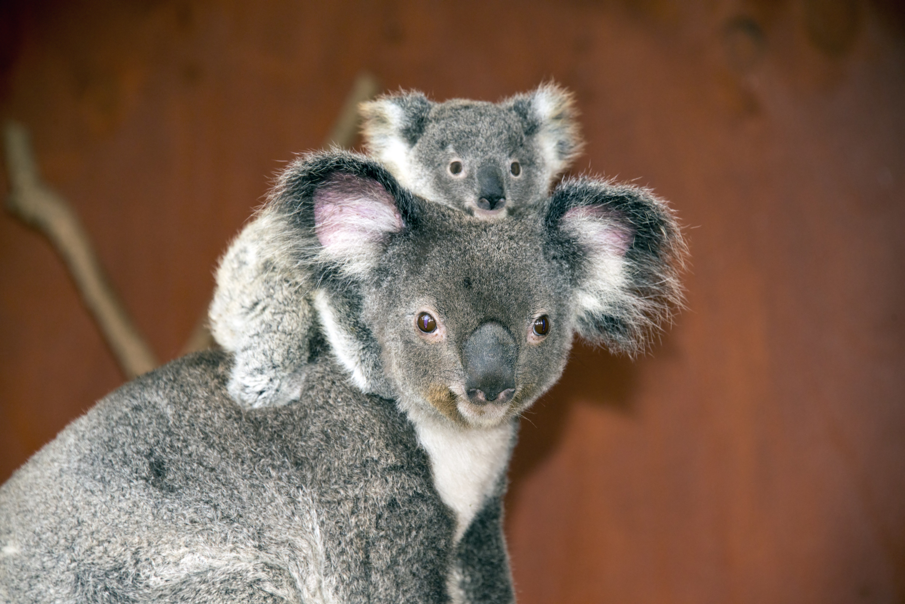 Mother and baby koalas in Australia