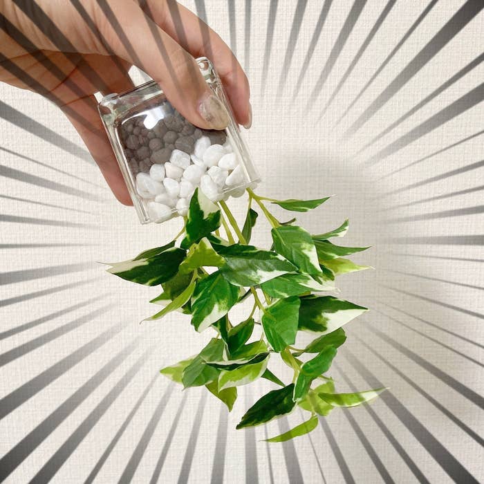 ニトリのおすすめオシャレインテリア雑貨「ガラスポット(ペペロミア)」