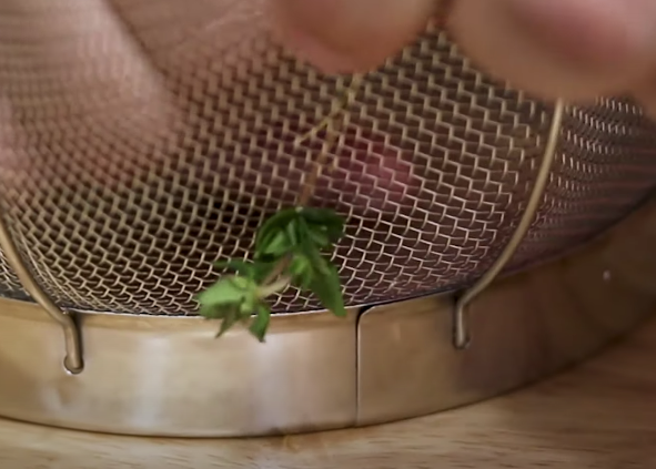 Running thyme stem through sieve to strip off the leaves