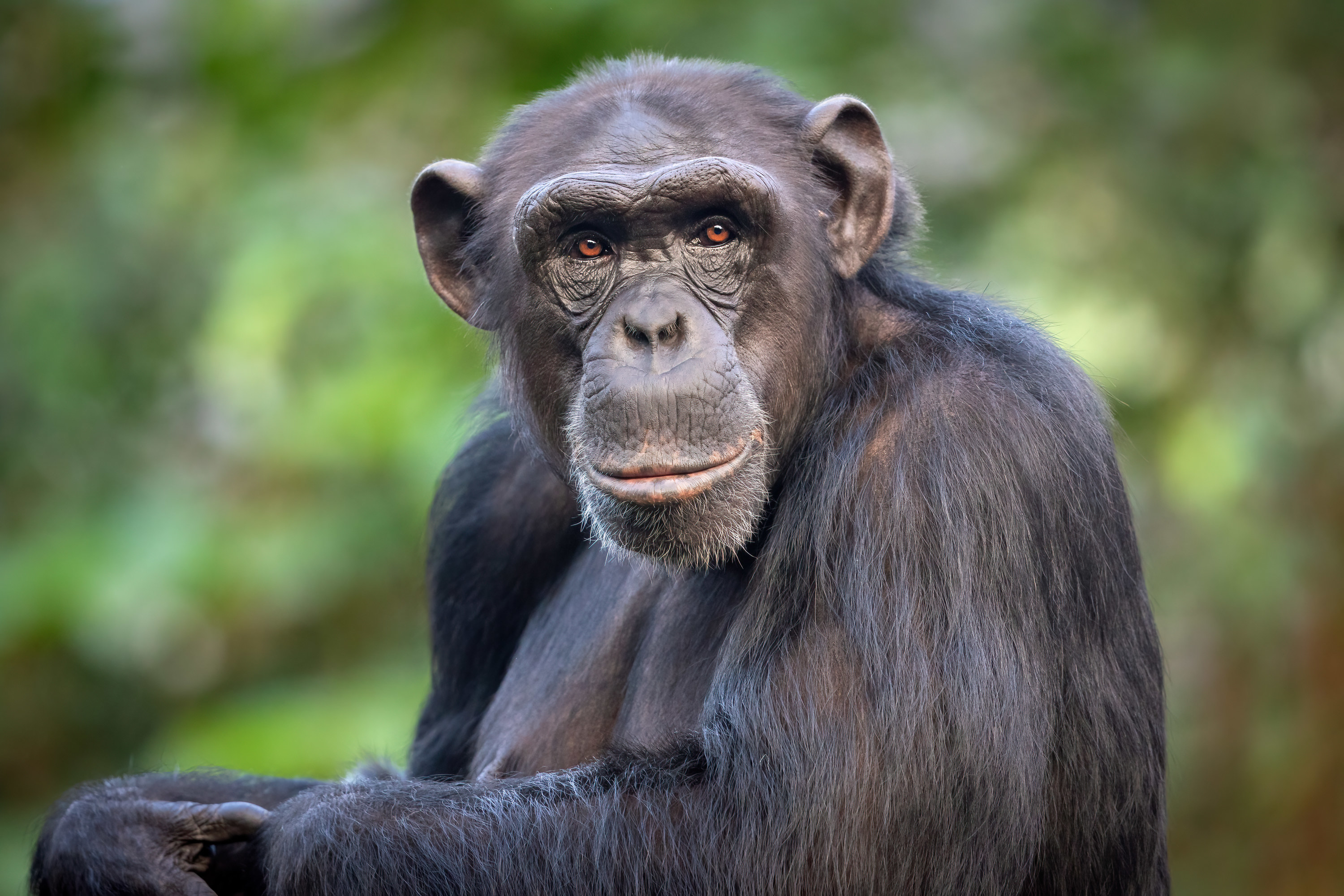a chimpanzee outside looking toward the camera