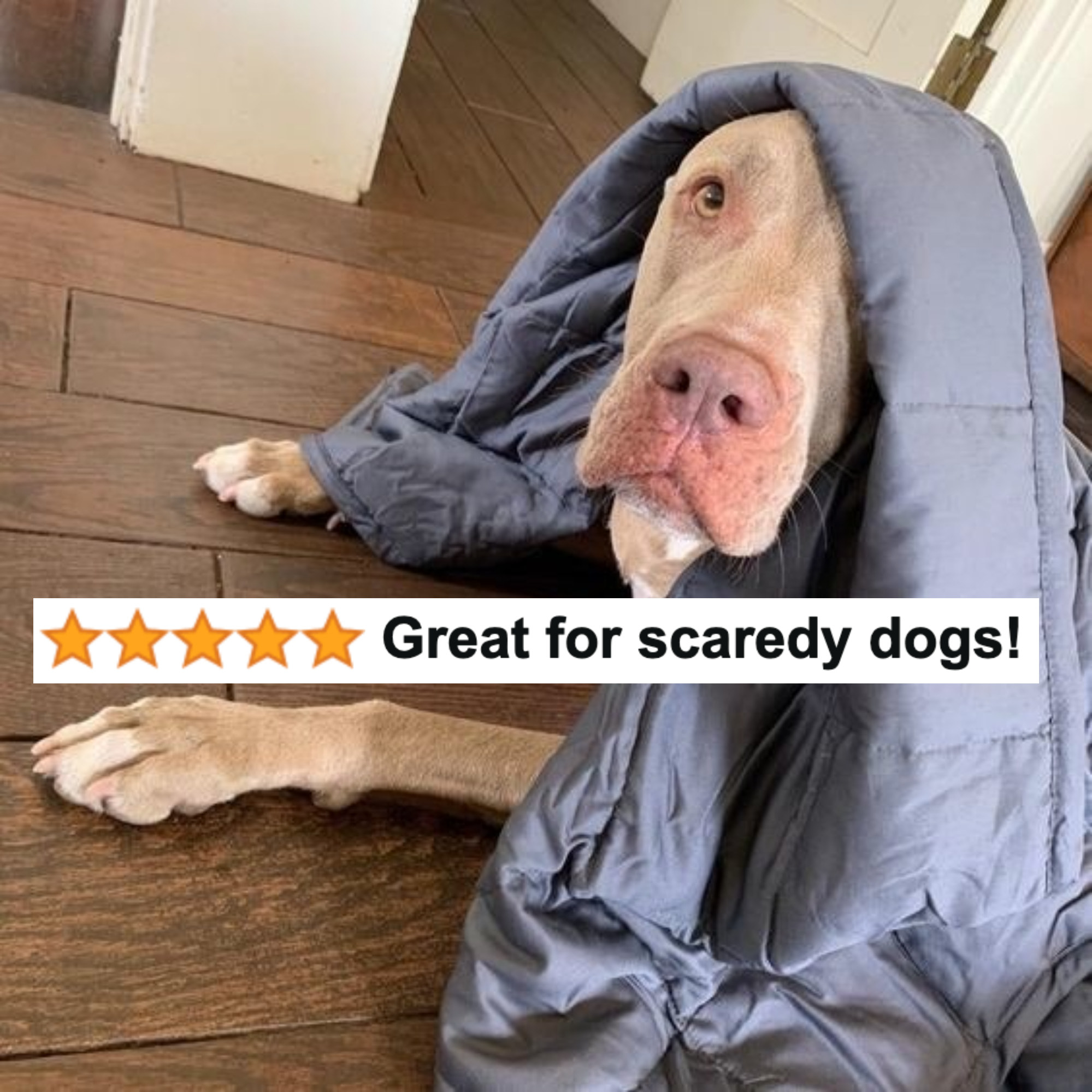 a reviewer photo of a dog under the blanket