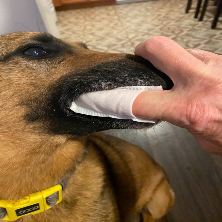 a reviewer wiping their dog's teeth