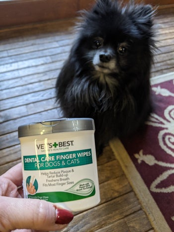 a reviewer holding the container in front of a pomeranian