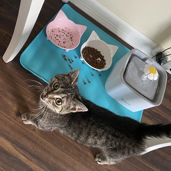 a reviewer photo of a kitten in front of the blue mat with food and water all over it