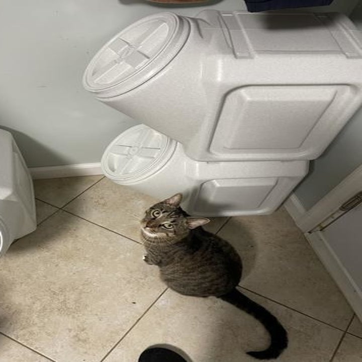 a reviewer photo of a cat sitting in front of two stacked containers