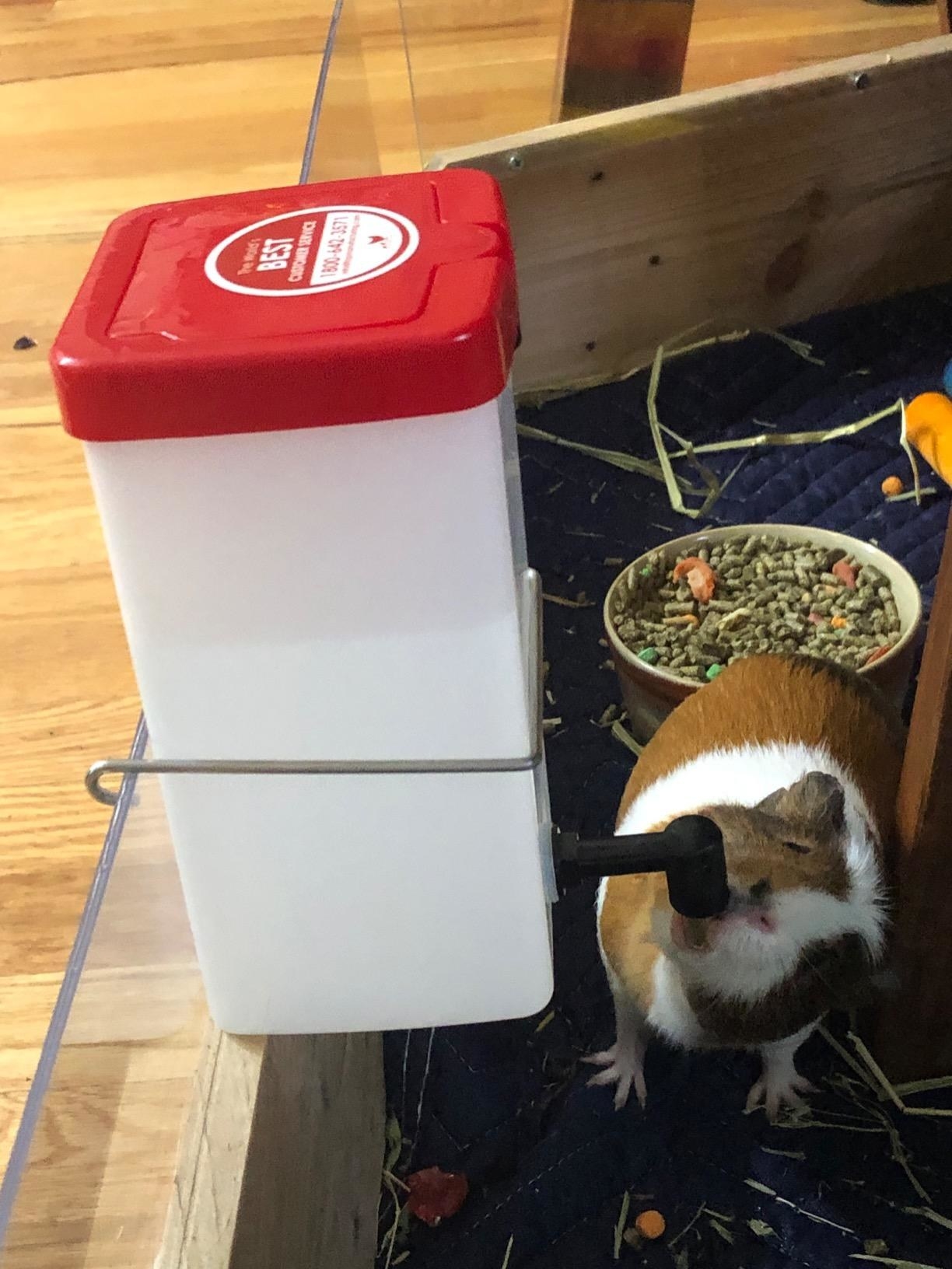 a reviewer photo of a guinea pig dreaming from the waterer