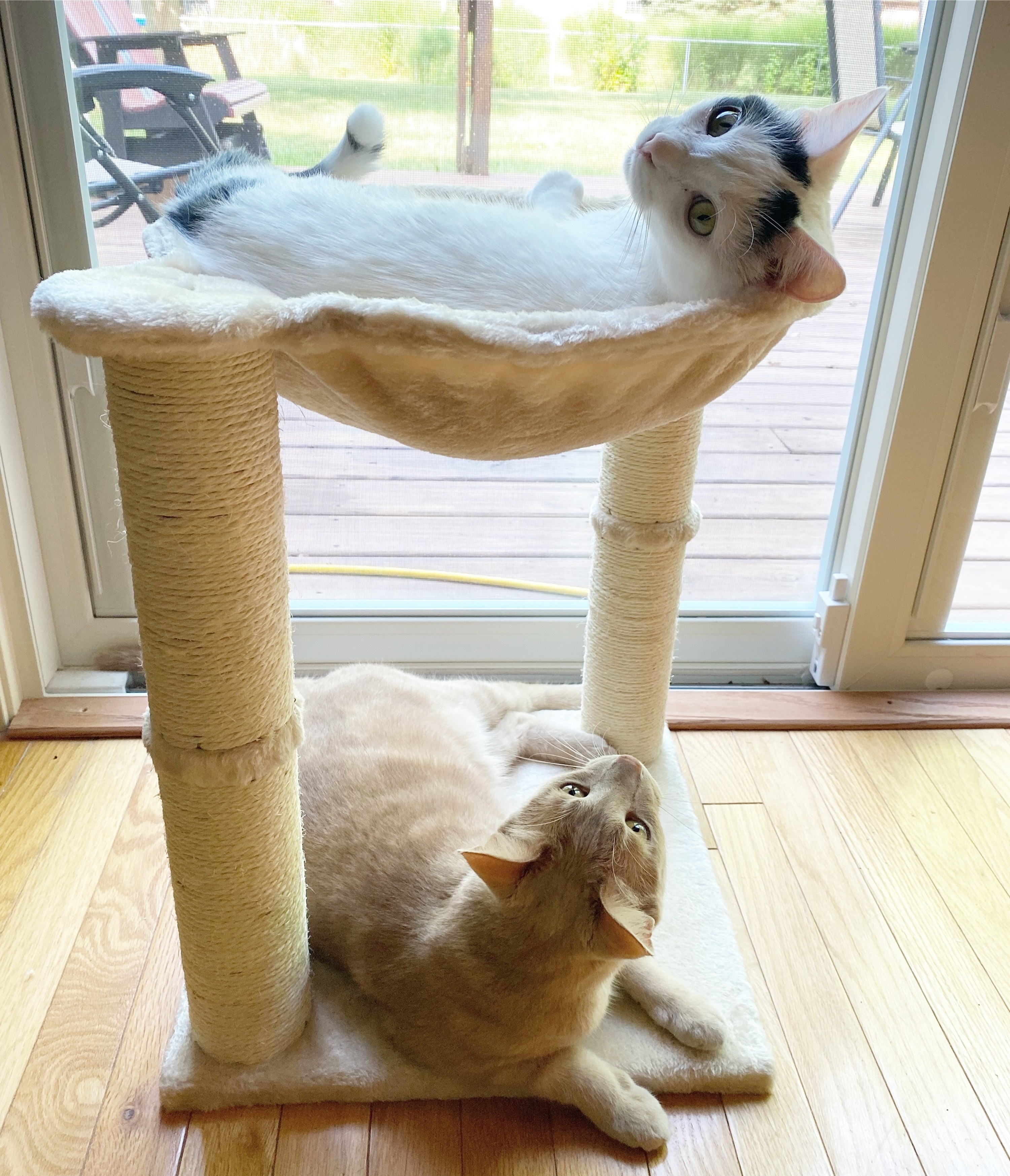 a reviewer photo of two cats lounging on the cat tower