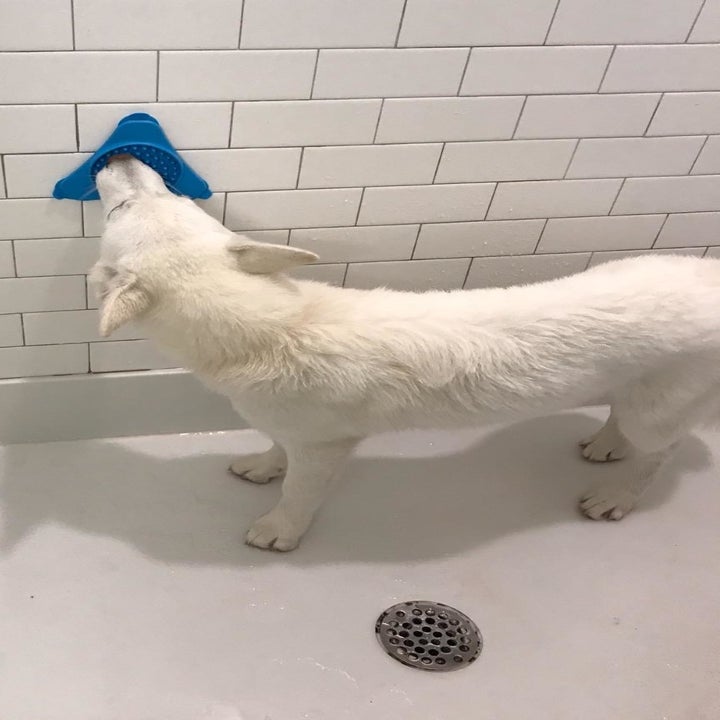 a reviewer photo of a white dog licking the treat dispensing mat in a shower