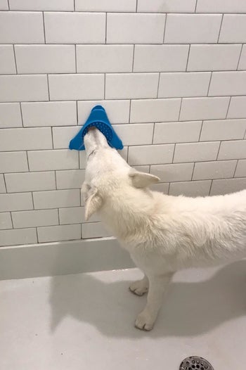 a reviewer photo of a white dog licking the treat dispensing mat in a shower