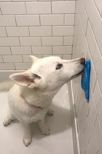 the same reviewer showing a different angle of the dog licking