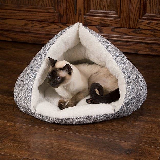 a cat in the bed