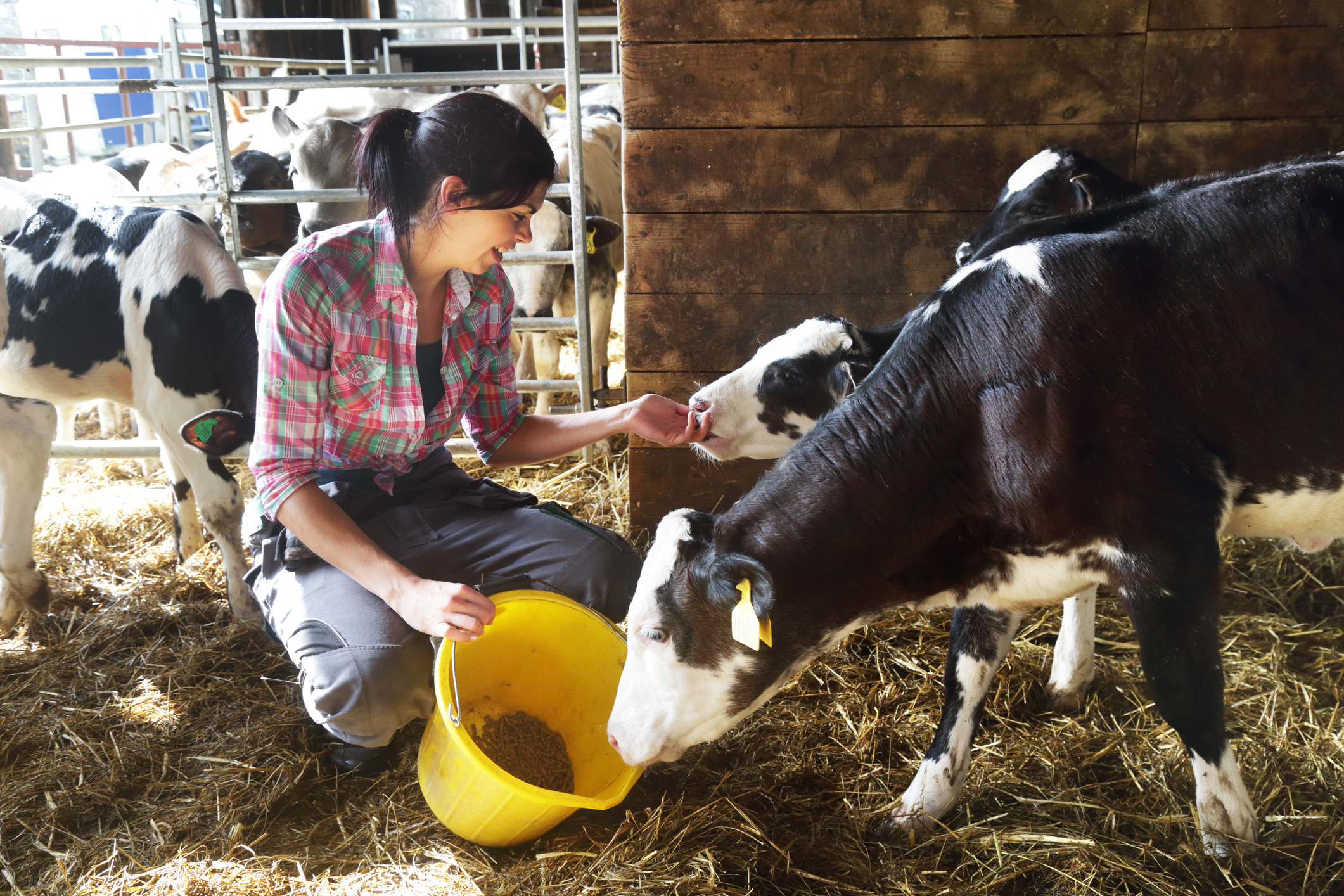 someone feeding cows