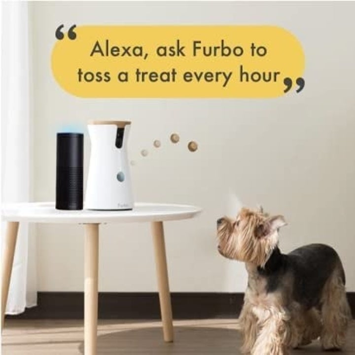 Infographic explaining that the Furbo works with Alexa