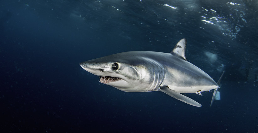 mako shark in the ocean