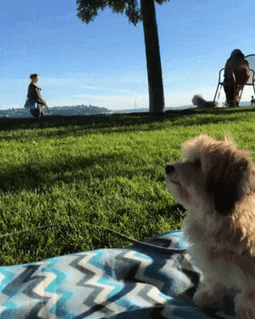 A Havanese gives its owner a double-paw high five at the park