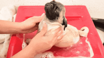A Pug gets a bath