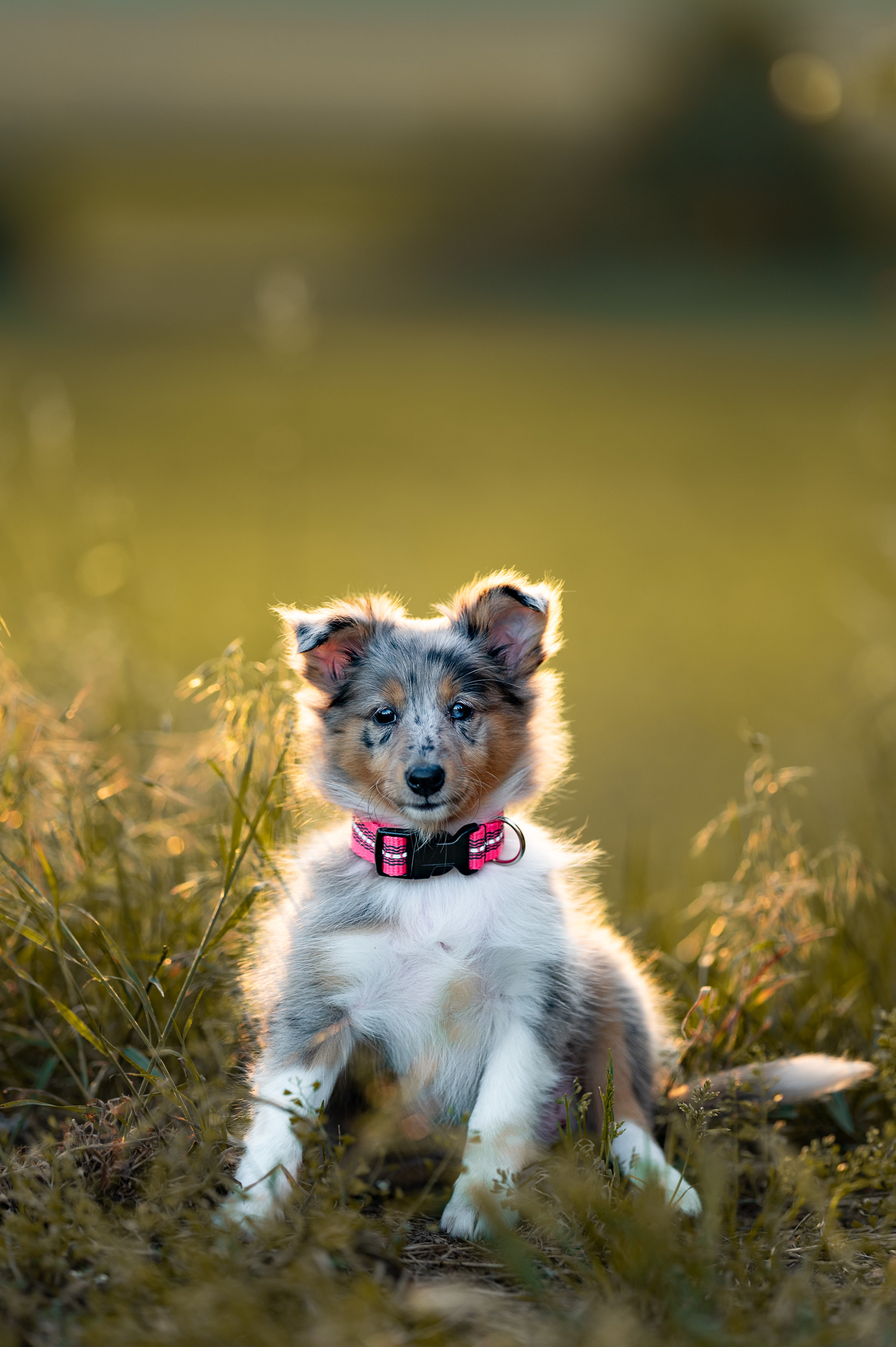 Cute types of store dogs