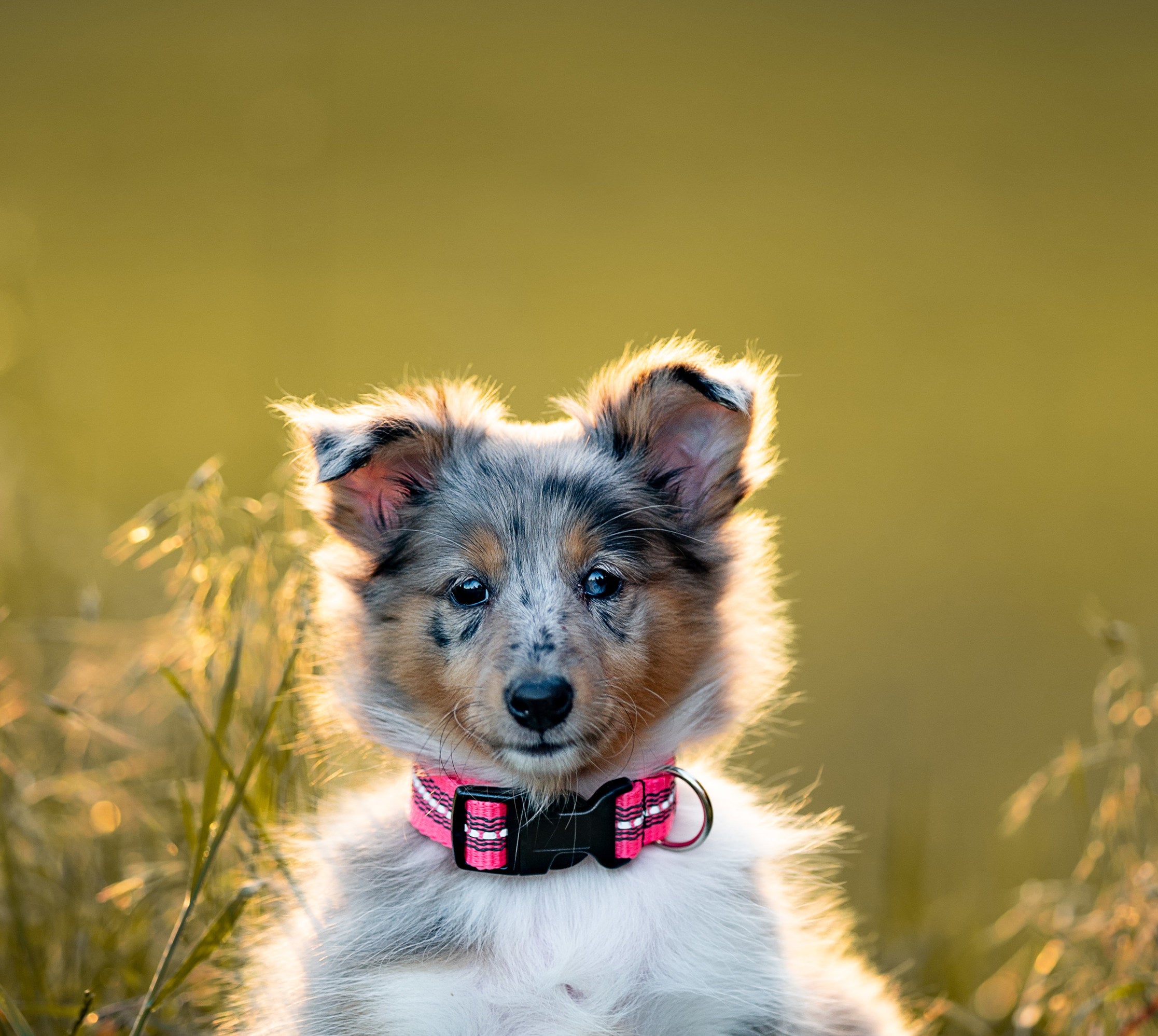 41 Cutest Dog Breeds To Ever Wag Their Tails