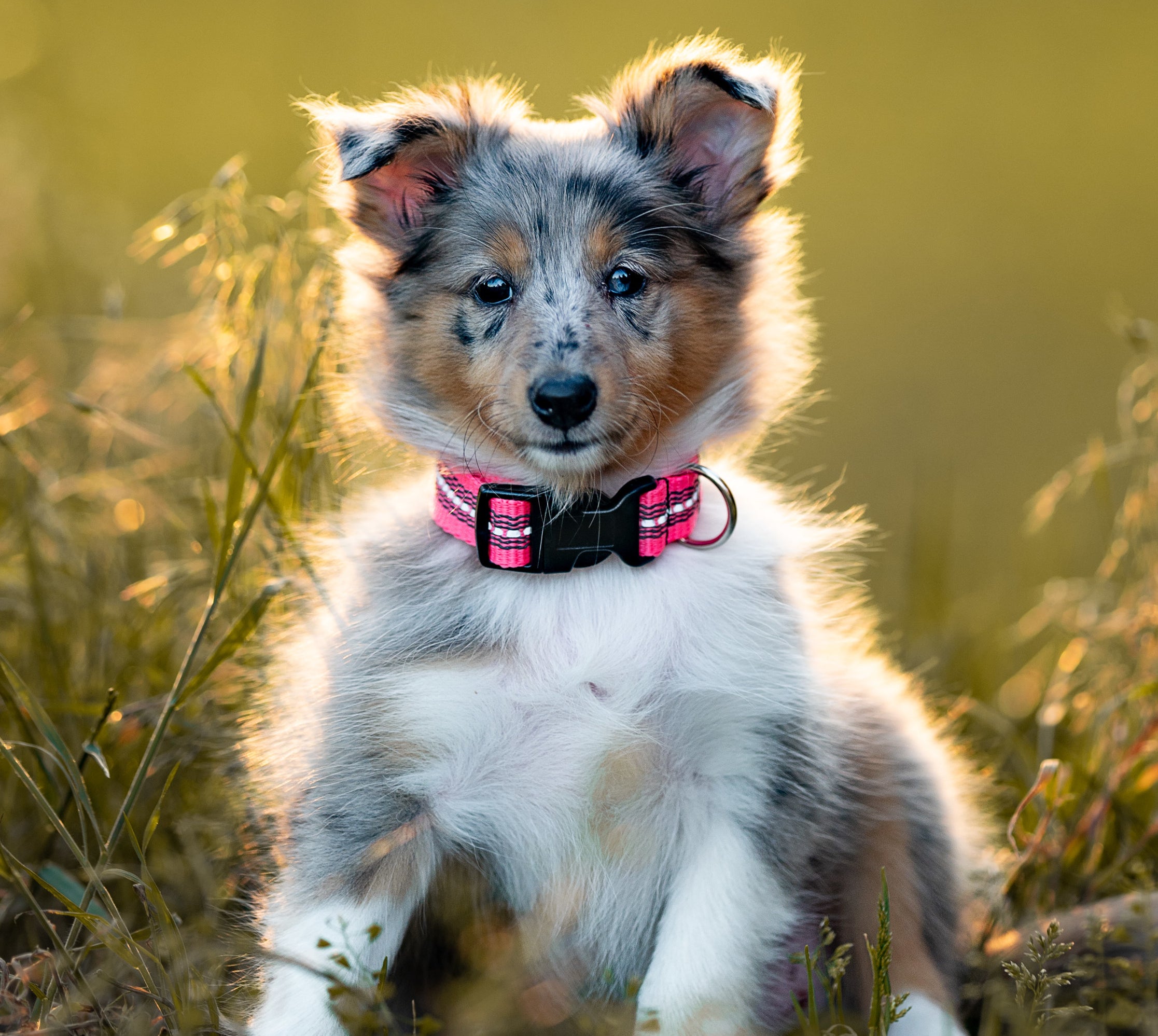 A young Shetland sheepdog sits in a field