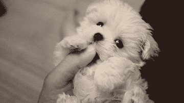 A Maltese puppy tries nibbling its owners thumb
