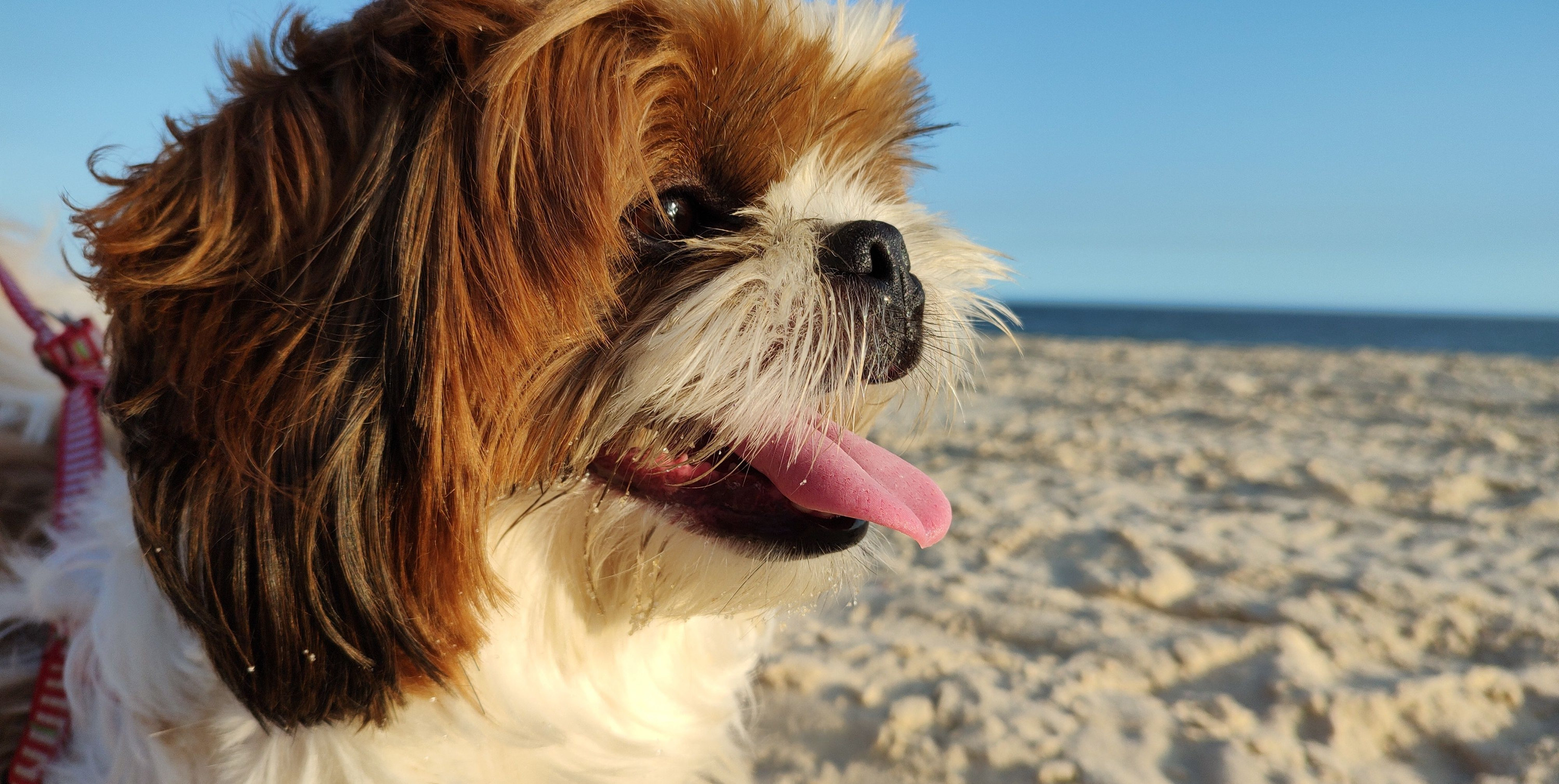 A Shih Tzu looking happy at the beach