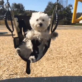37 Cutest Dog Breeds To Ever Wag Their Tails