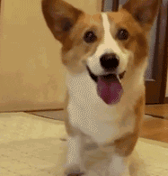 A Corgi jumps up and down, waiting for a ball to be thrown
