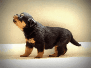 A Rottweiler puppy wagging its tail