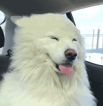 A Samoyed sitting in a car, wind in its face, sticking its tongue out
