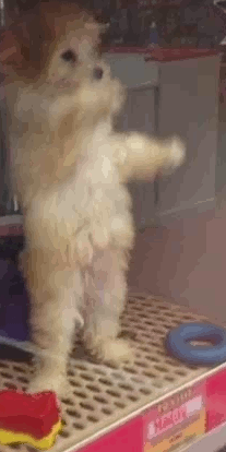 A Goldendoodle dancing back and forth