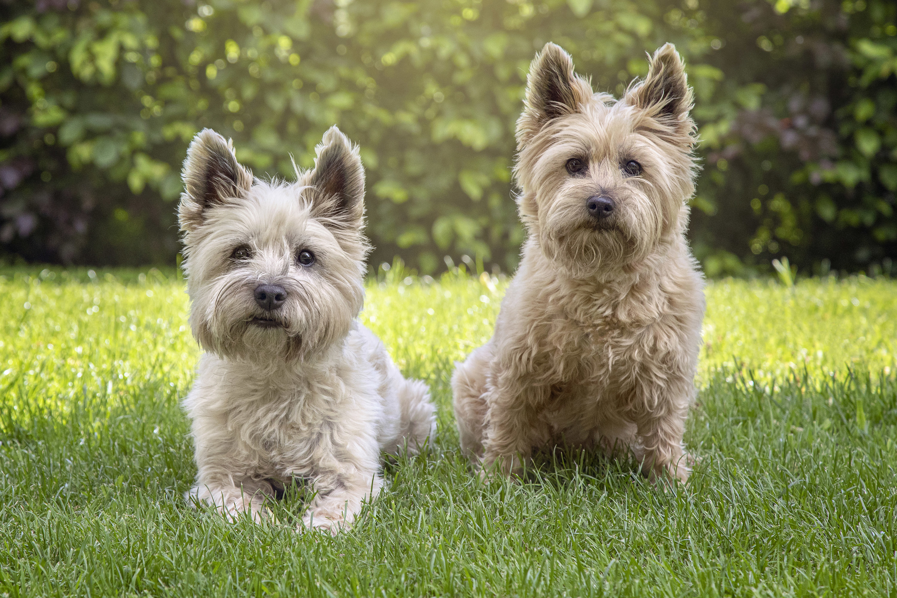 Two Cairn Terrier dogs sitting in grass