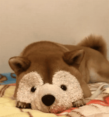 A Shiba Inu hides behind a toy before popping its head up