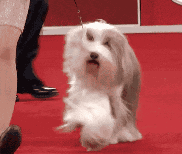 A Bearded Collie prances through a dog show, its long hair bouncing around