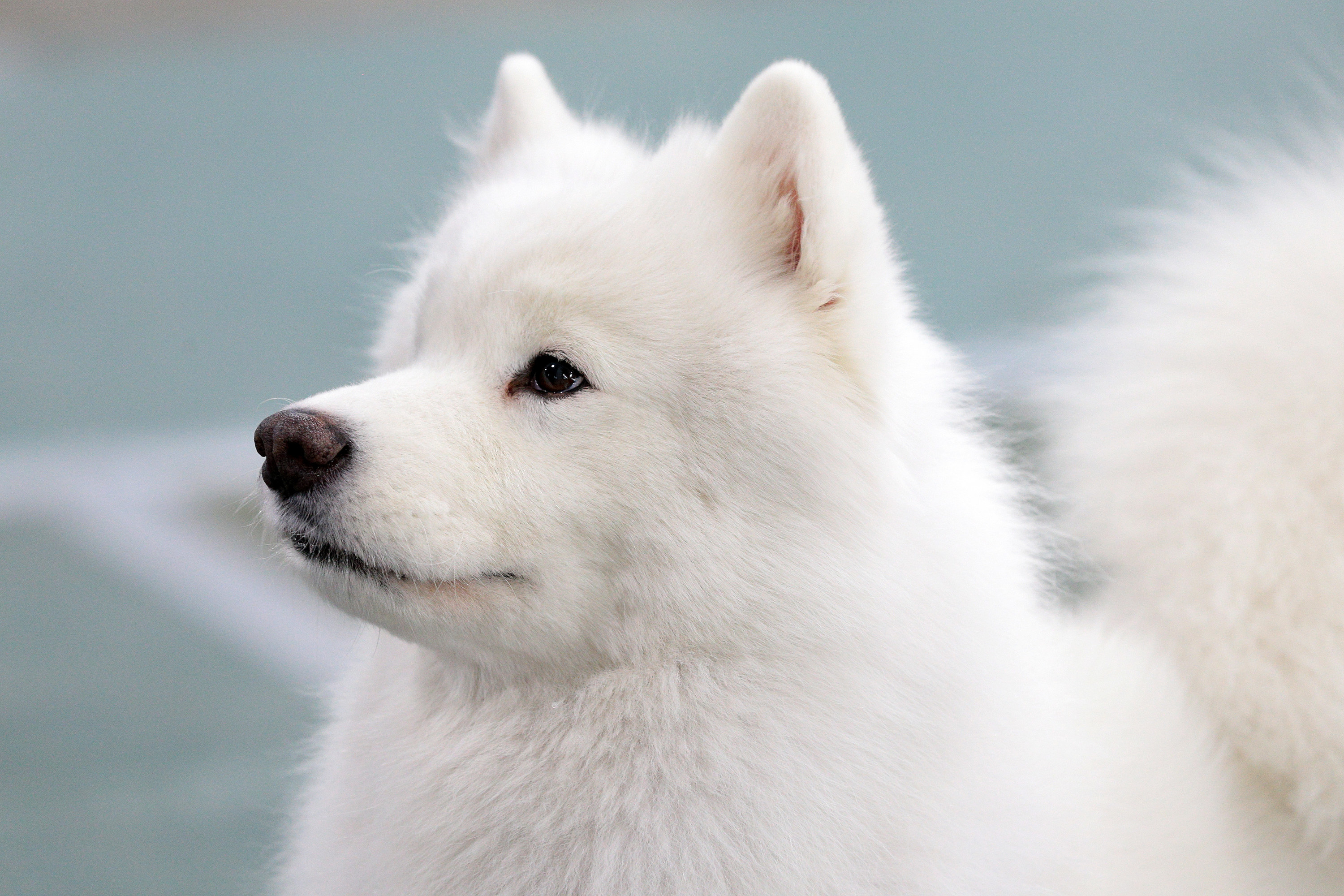 An American Eskimo during the Michigan Winter Dog Classic show