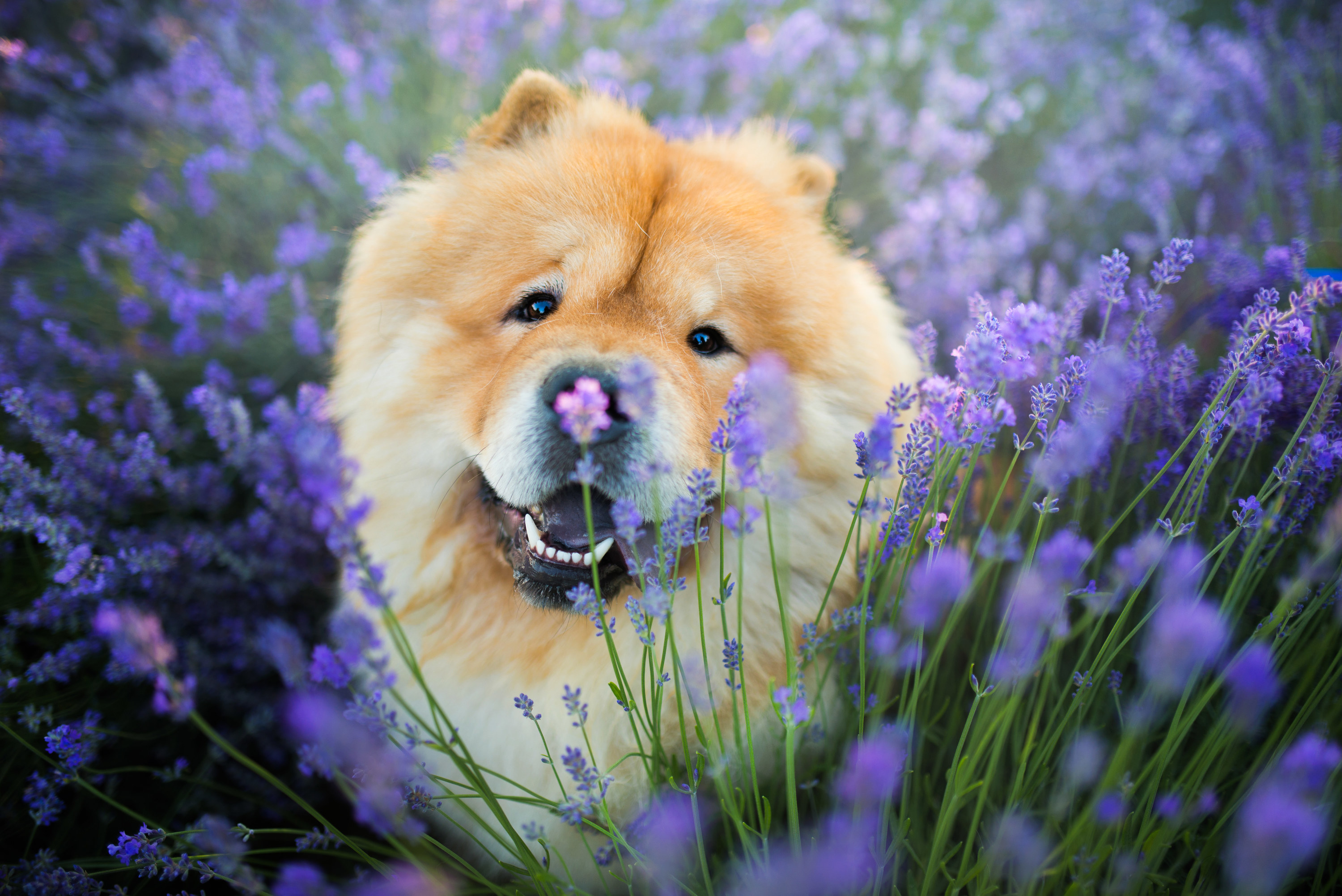 A Chow Chow in a field of purple flowers