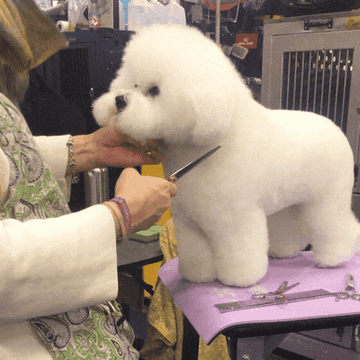 A Bichon Frise is styled before a dog show