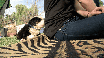 Bernese Mountain Dog puppy tugging at its owners shirt outdoors
