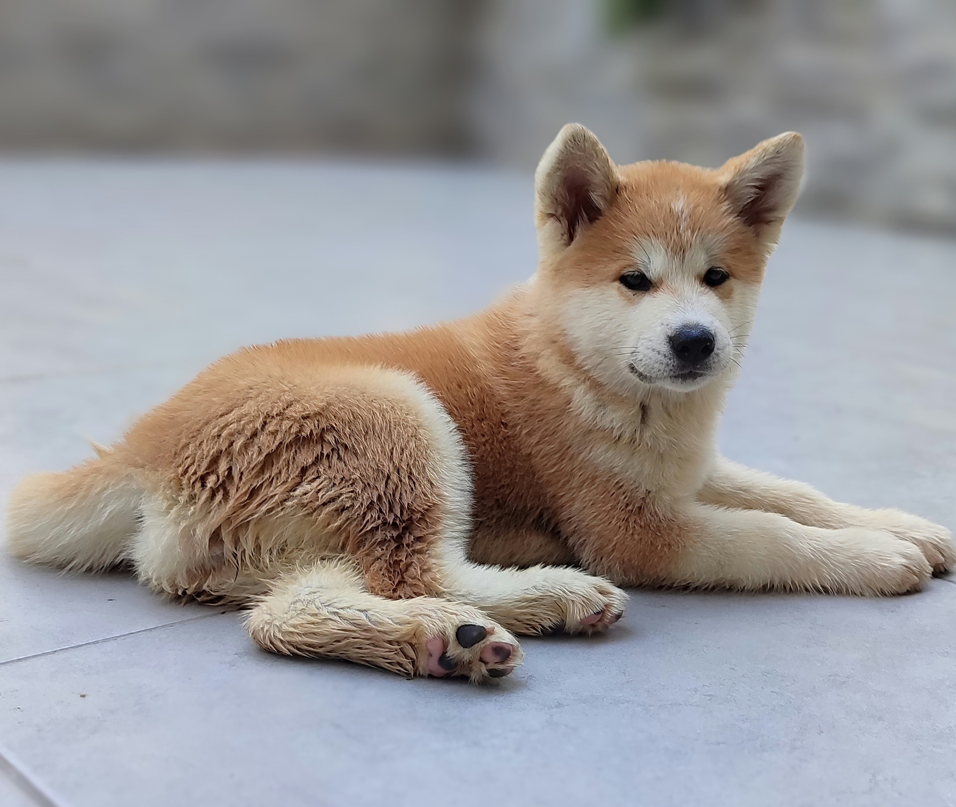 A young Akita laying on the ground