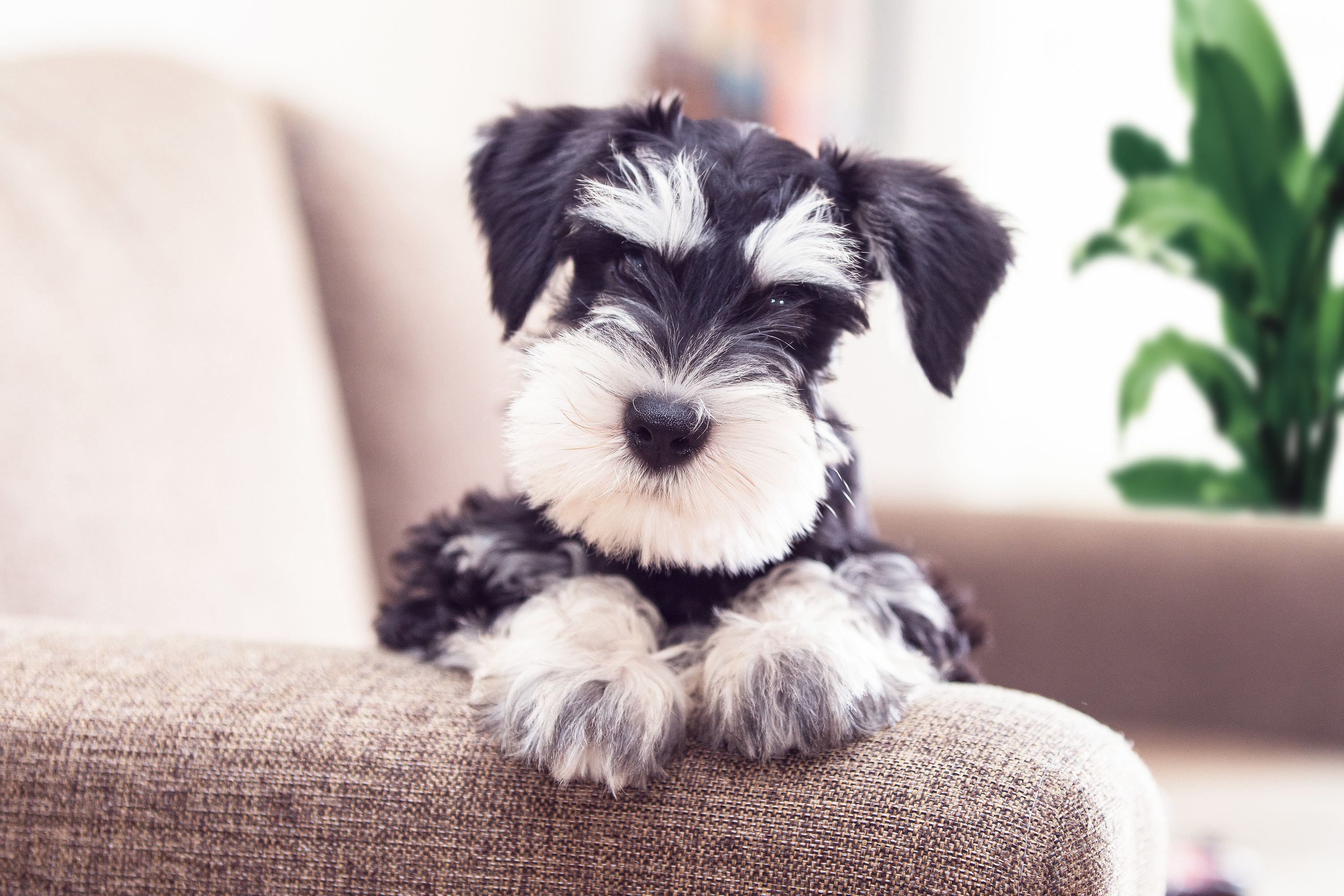 A Miniature Schnauzer posing on a couch for a picture