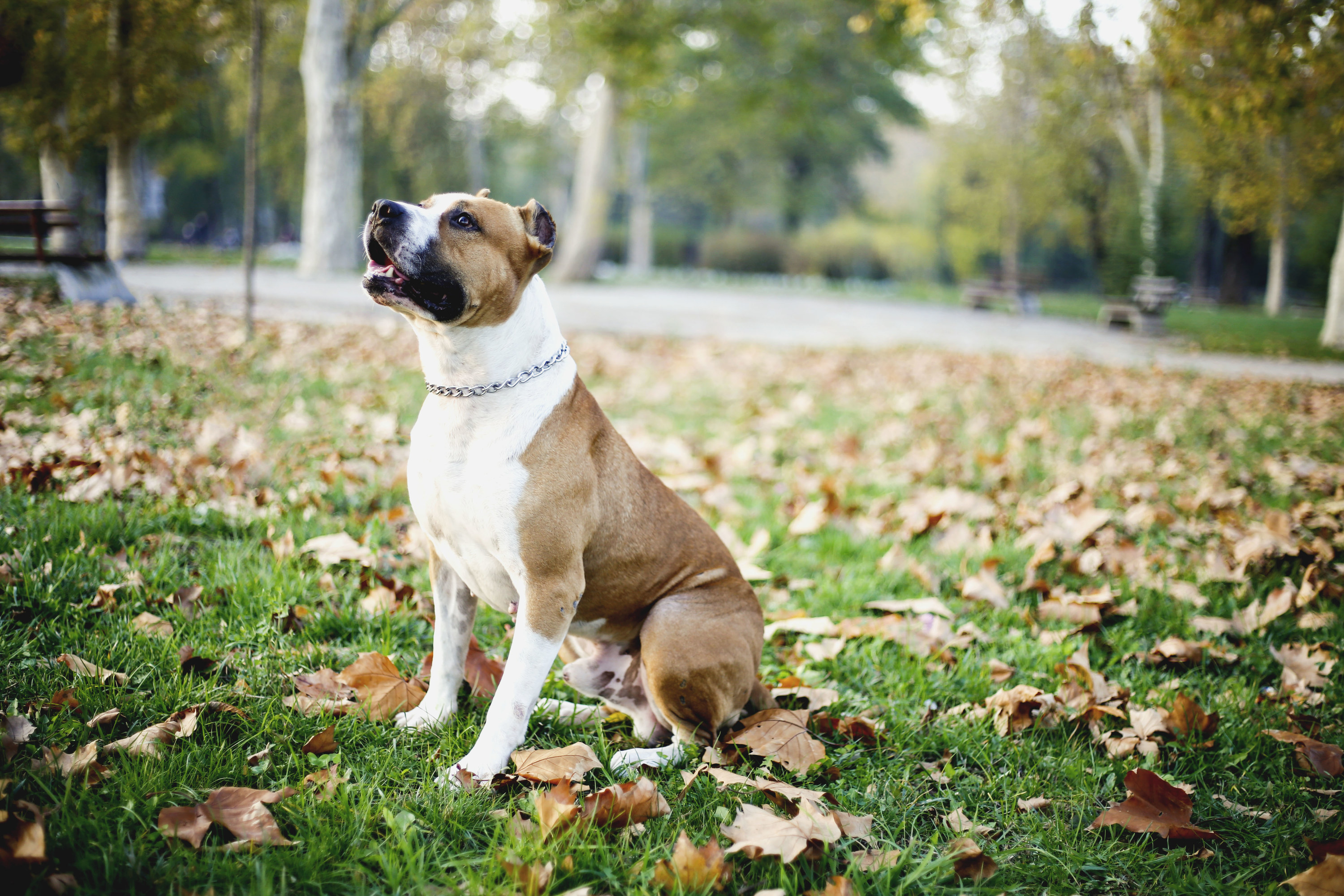 An American Staffordshire Terrier&#x27;s outdoor portrait