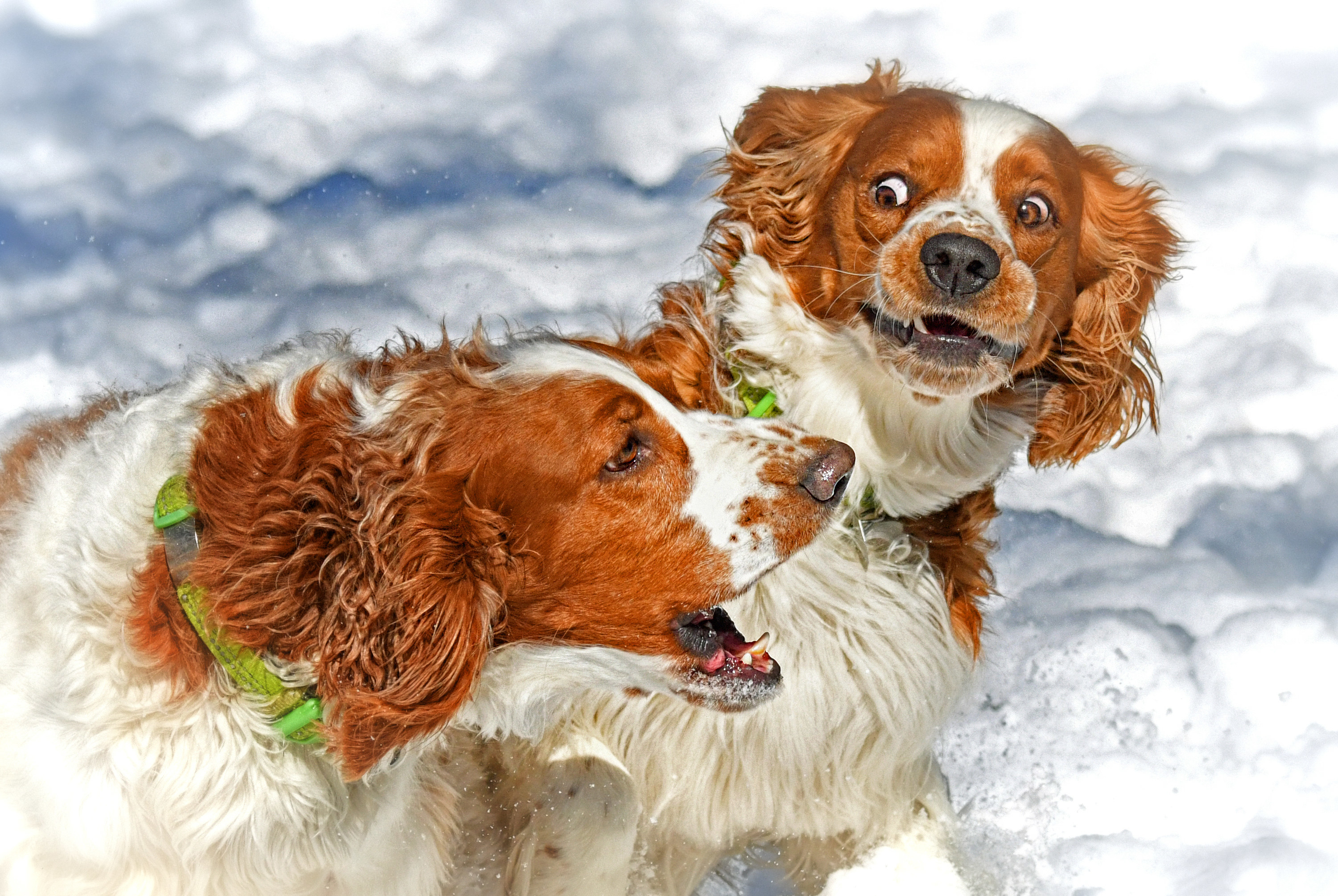 Young Welsh Springer Spaniel dogs running and playing in the snow on a sunny day