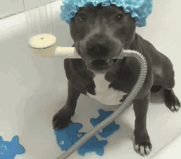 A Pitbull wearing a showercap and holding a shower nozzle