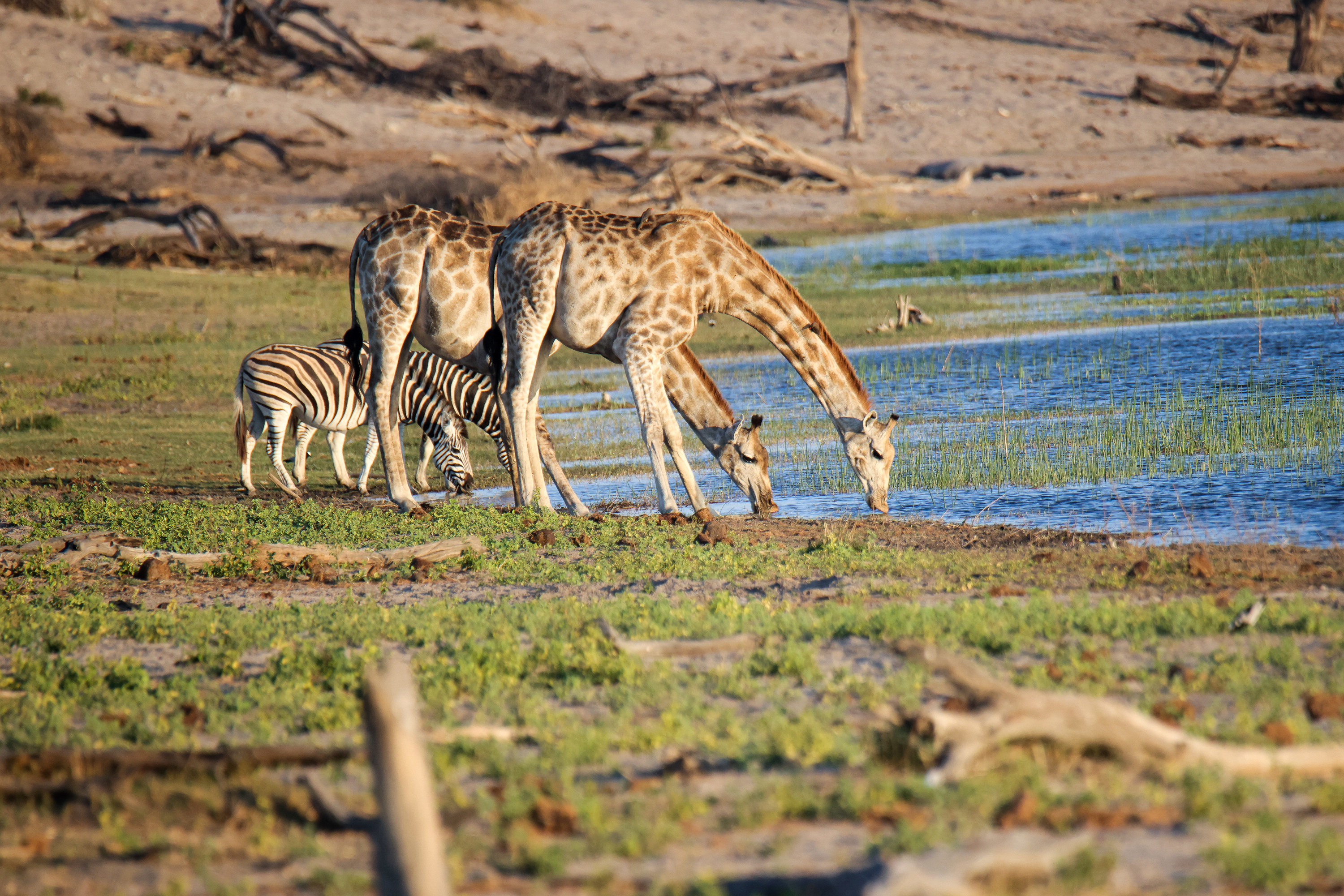 Giraffes (Camelopardalis) and Burchell&#x27;s zebra (Equus quagga burchellii) drinking from the Boteti River.