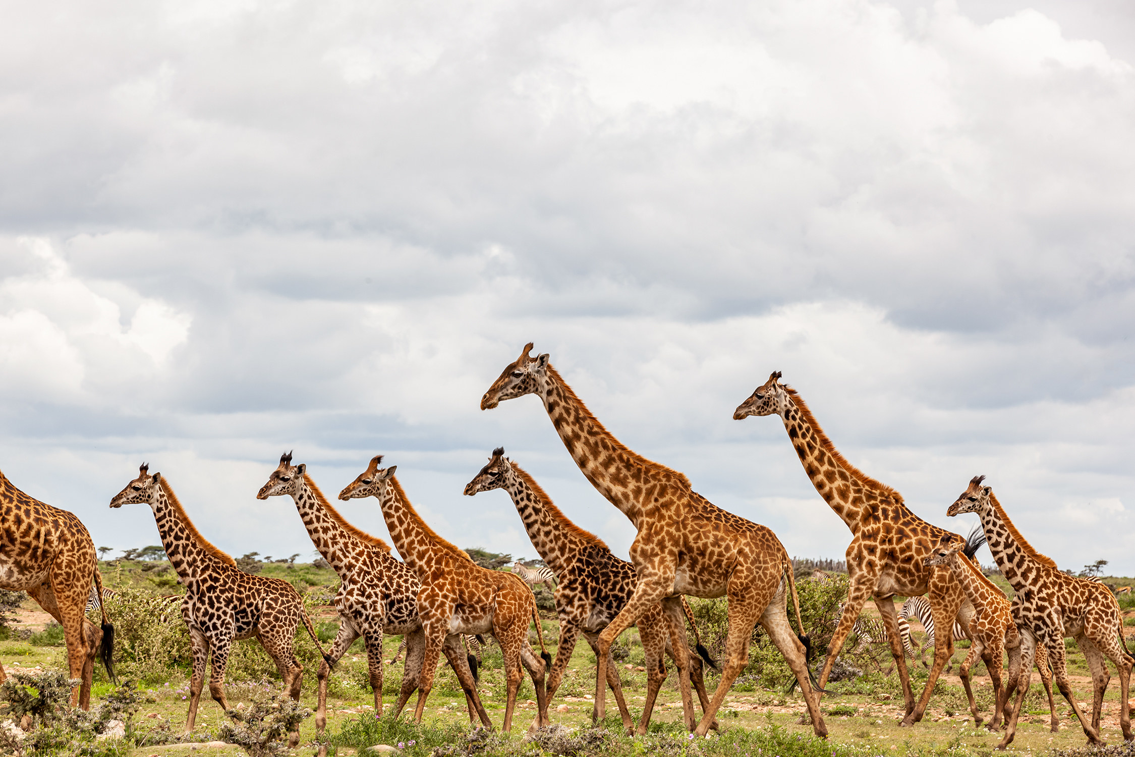 giraffes walking