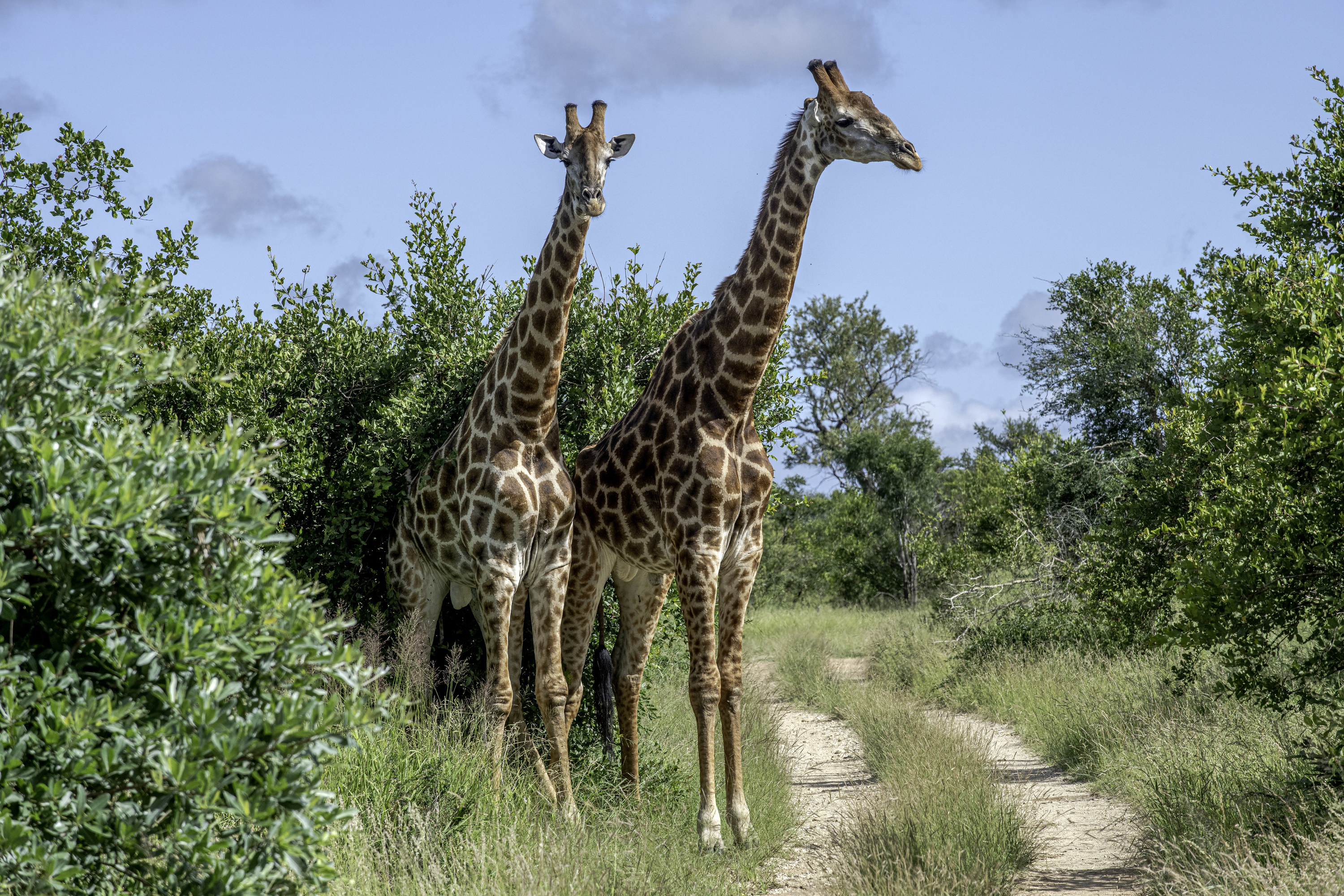 Two giraffes walking onto a safari trail