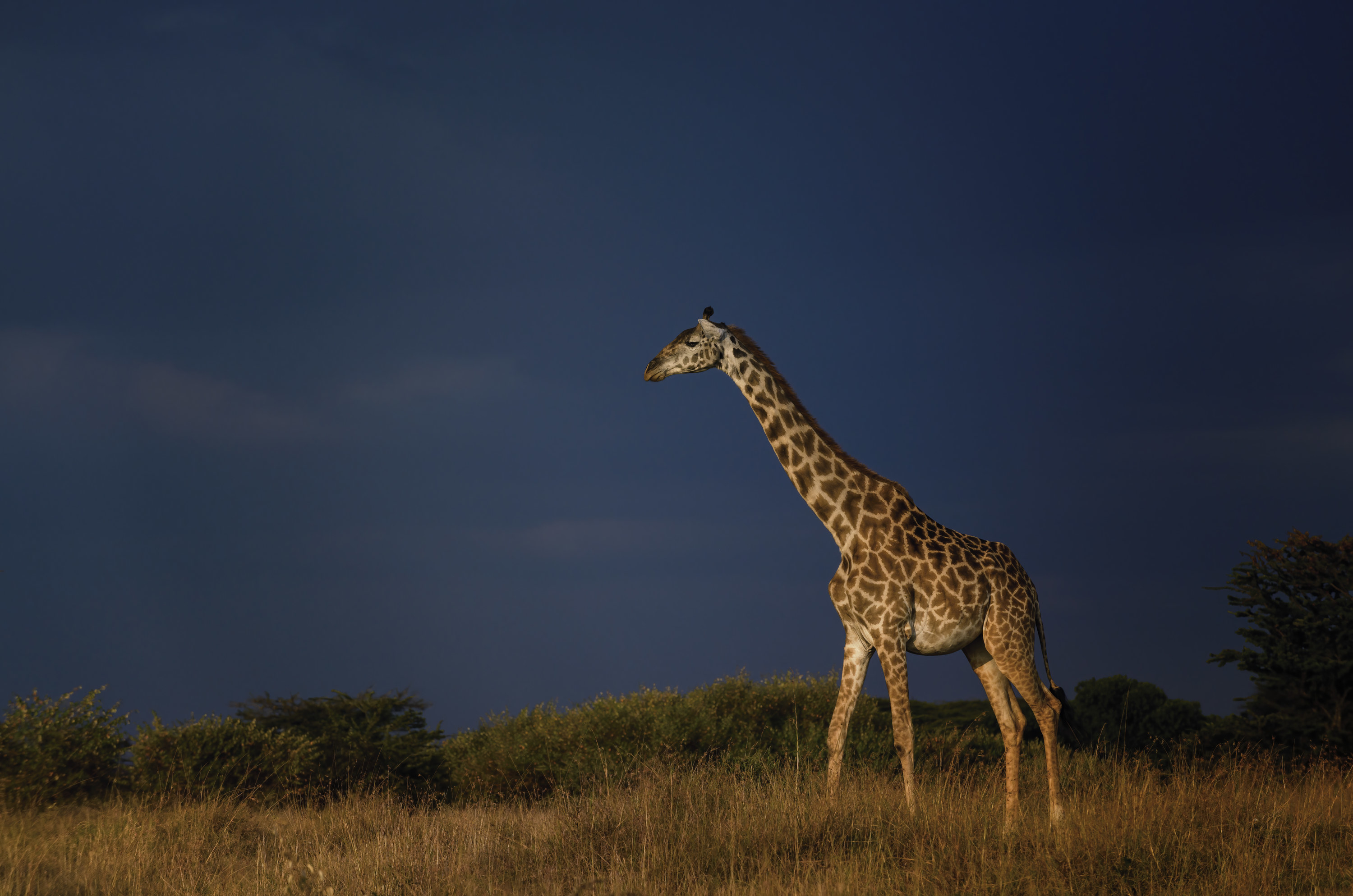 A late evening storm brings a dark sky enhancing the illumination of a giraffe grazing in the foreground at Maasai Mara, Kenya in July 2021.