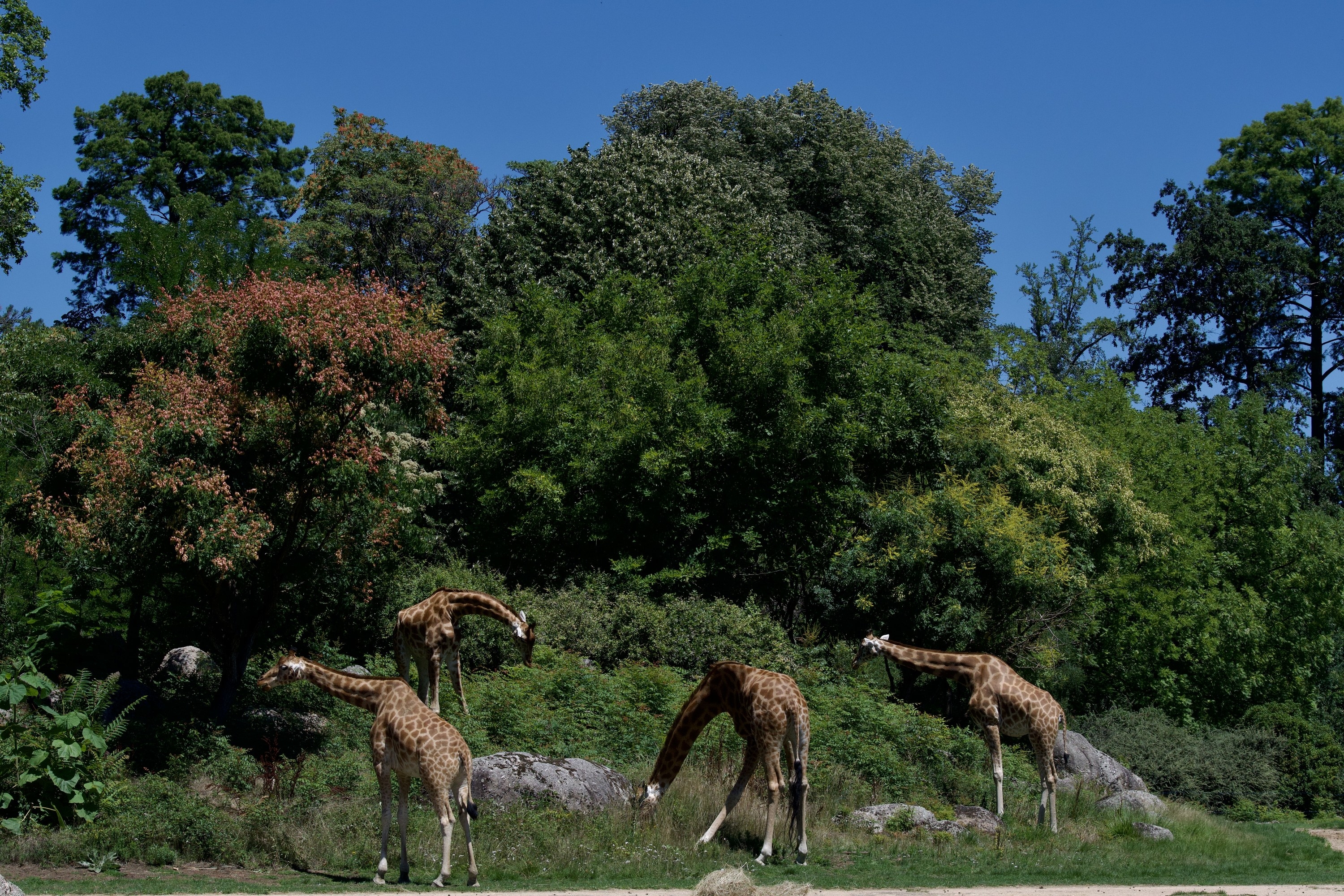 Family of four Giraffes feeding in the middle of a forest