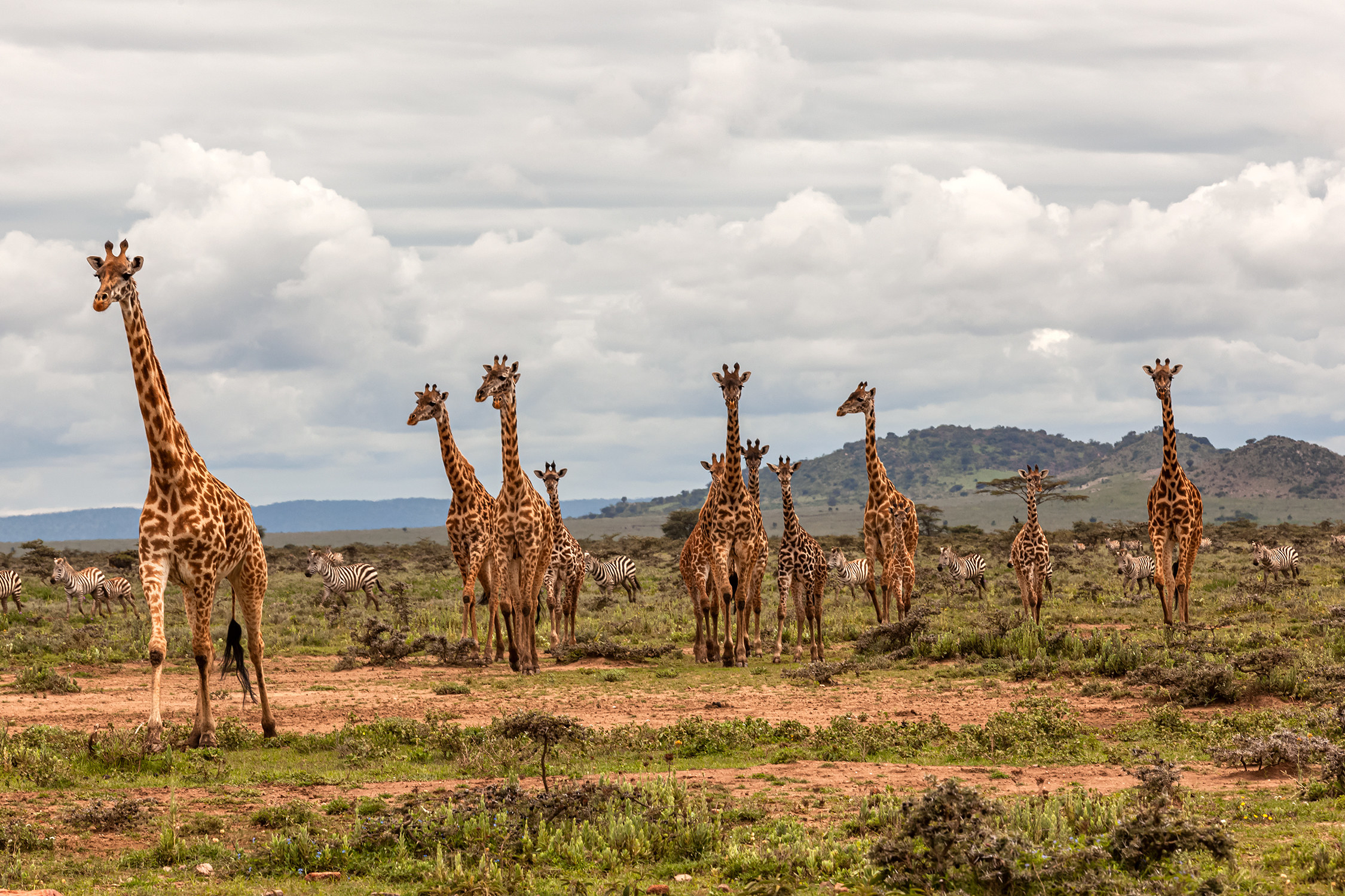 Masai Giraffe herd at wild with Plains Zebra Herd.